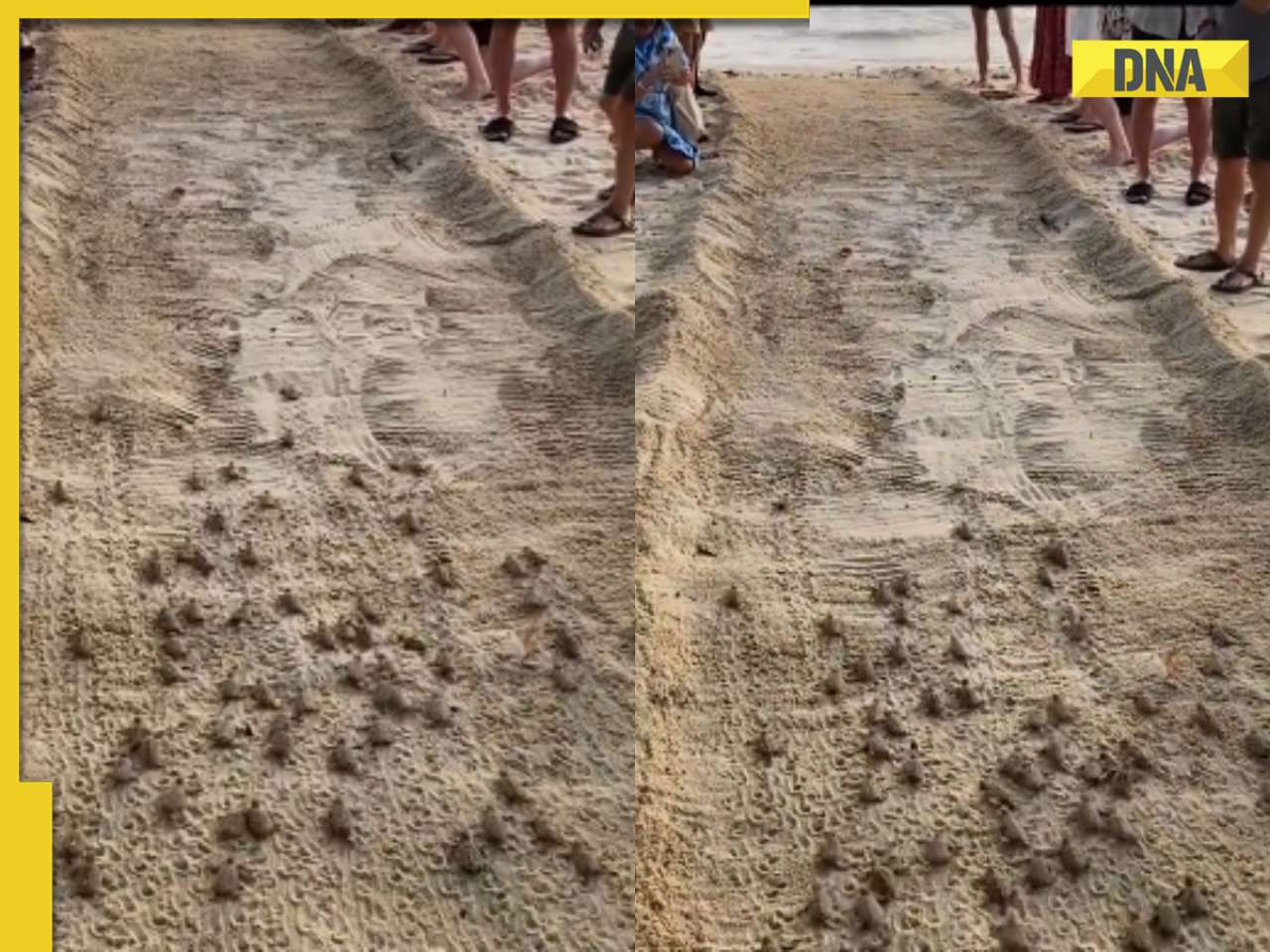 Viral video: Baby turtles leave adorable footprints as they head to ocean, internet loves it