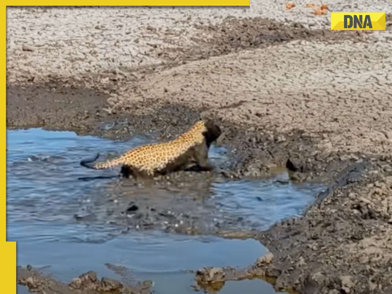 Viral video: Leopard takes plunge into muddy water to snatch fish, internet is stunned