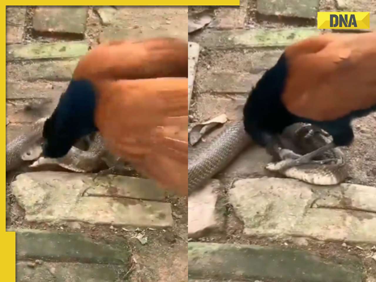 Crow overpowers giant cobra in viral video, internet is stunned by unexpected showdown