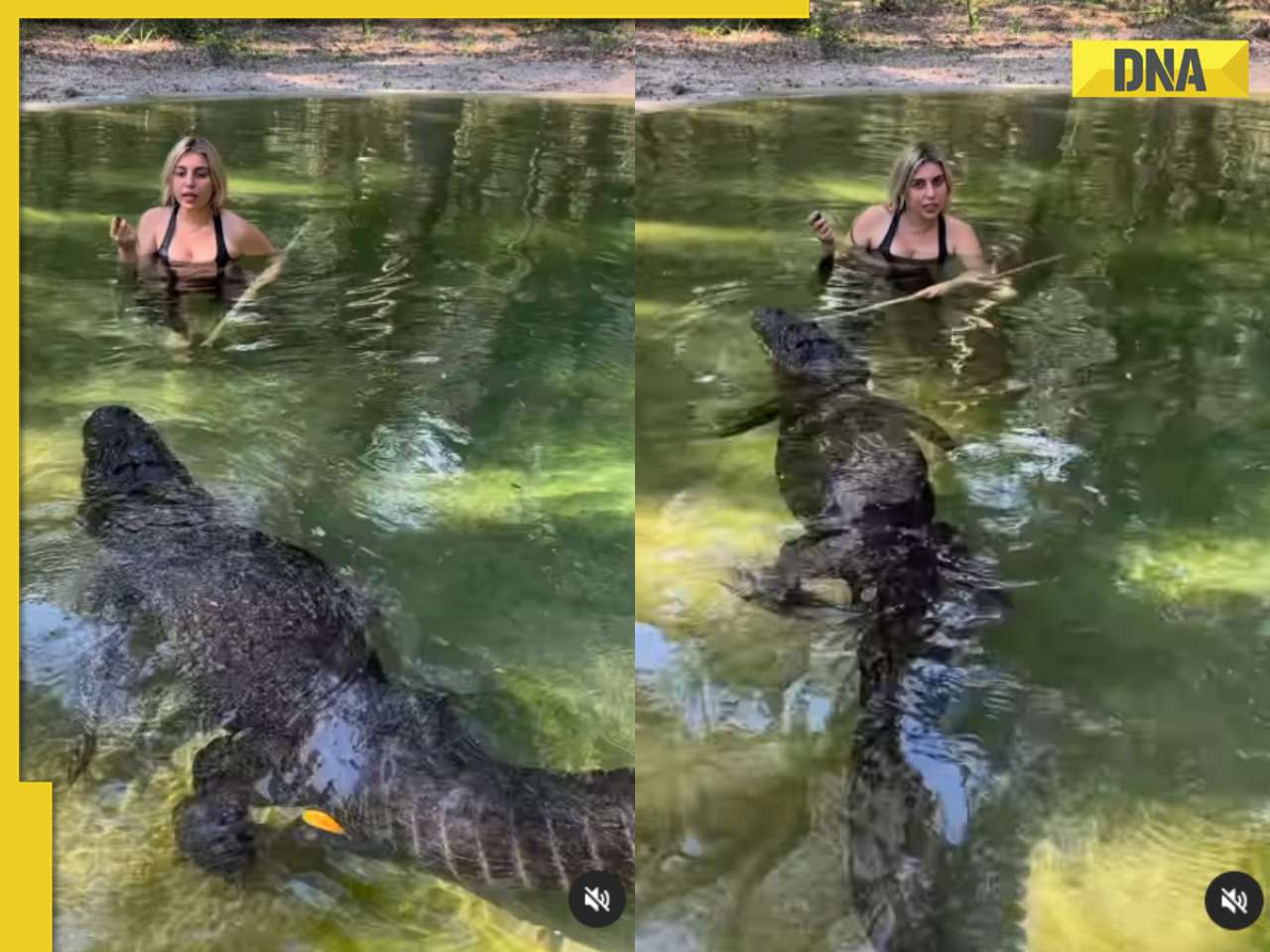 Viral video: Woman dives into pond to feed massive alligator, internet reacts