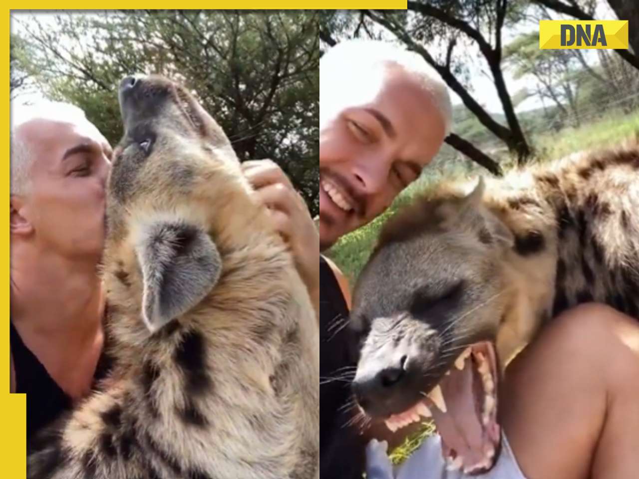 Viral video: Man cuddles with massive hyena, unlikely friendship shocks internet