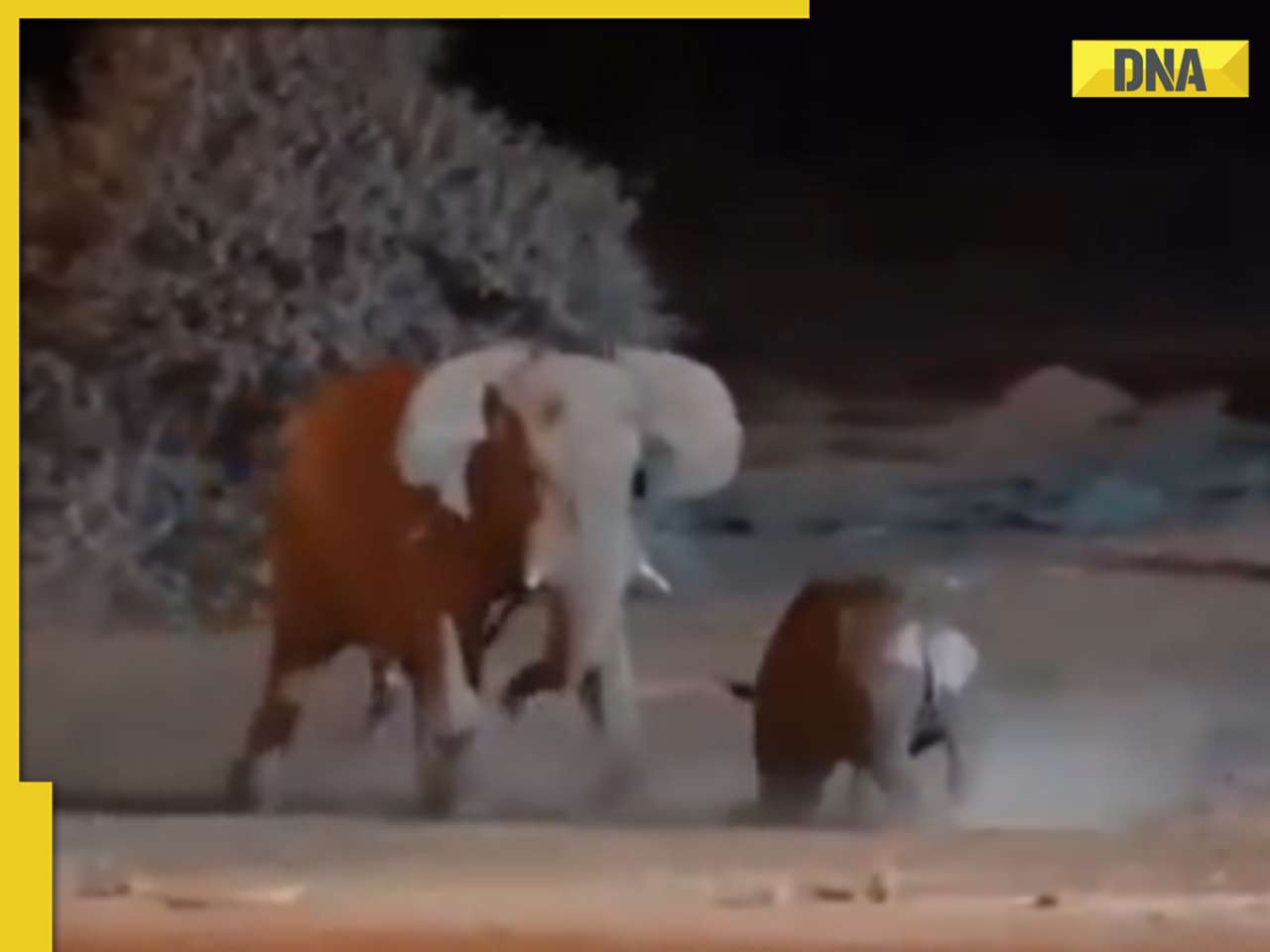 Nature's heavyweights compete when an elephant outsmarts an attacking rhinoceros.