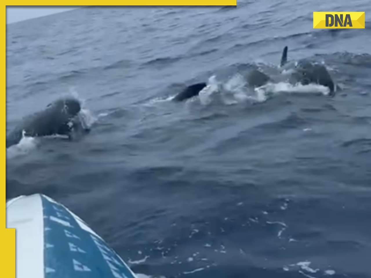 Viral video: Solo rower gets surrounded by Atlantic whales, see what happens next