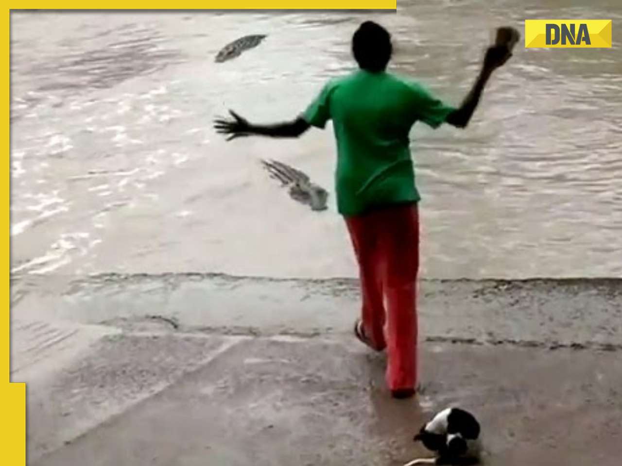 Watch: Woman fends off giant crocodile with slippers in viral video