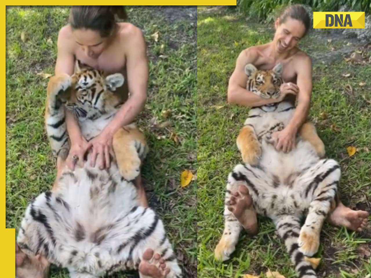 Man fearlessly rubs giant tiger's belly, viral video leaves internet stunned