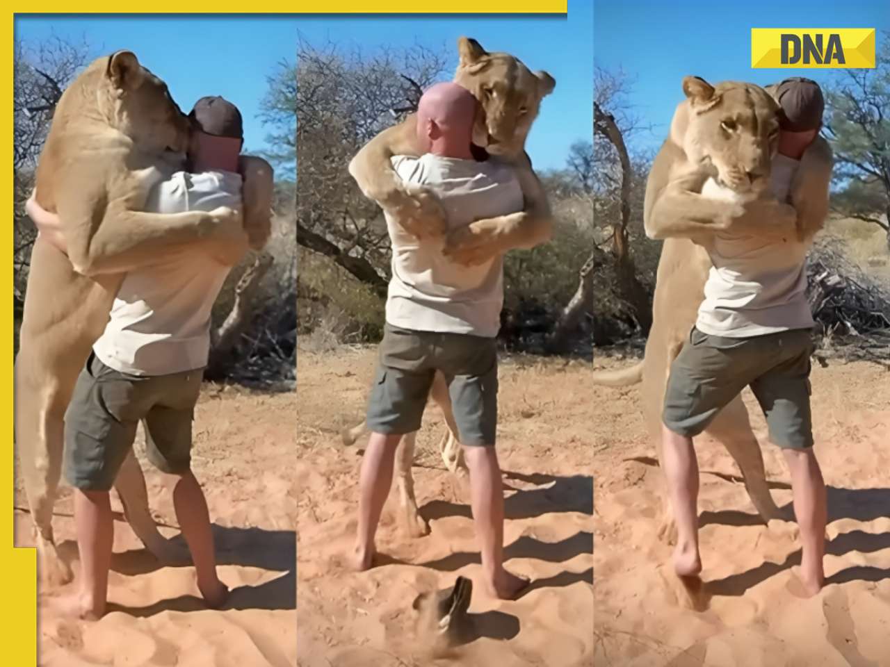 Viral video: Internet torn between adoration and alarm over lioness hugging man, watch