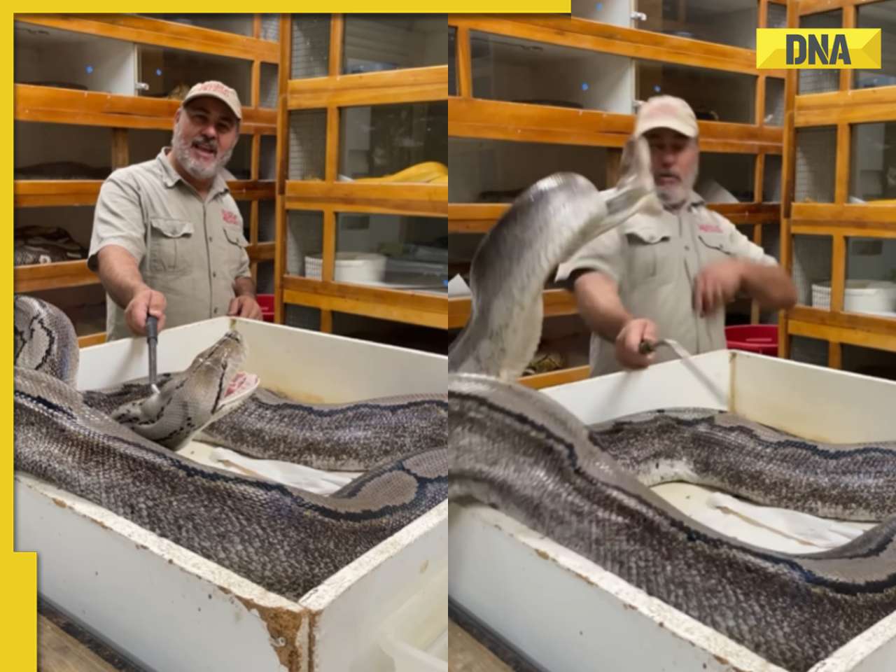 Viral video: Caretaker's lightning swift reflexes save him from massive snake's quick strike