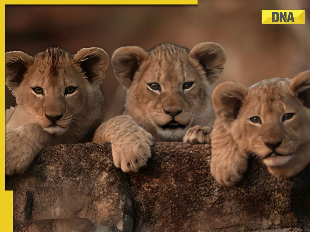 Viral video: Lion cubs' adorable 'staring contest' wins hearts online