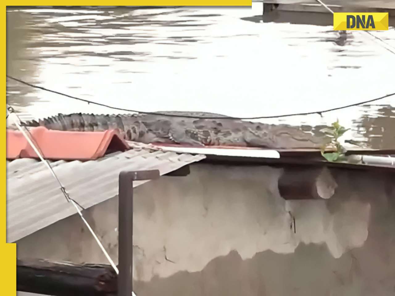 Viral video: Crocodile found relaxing on roof amid flooding in Vadodara, watch