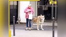  Woman strolls through Paris with 'wolf-like' pet, video goes viral 
