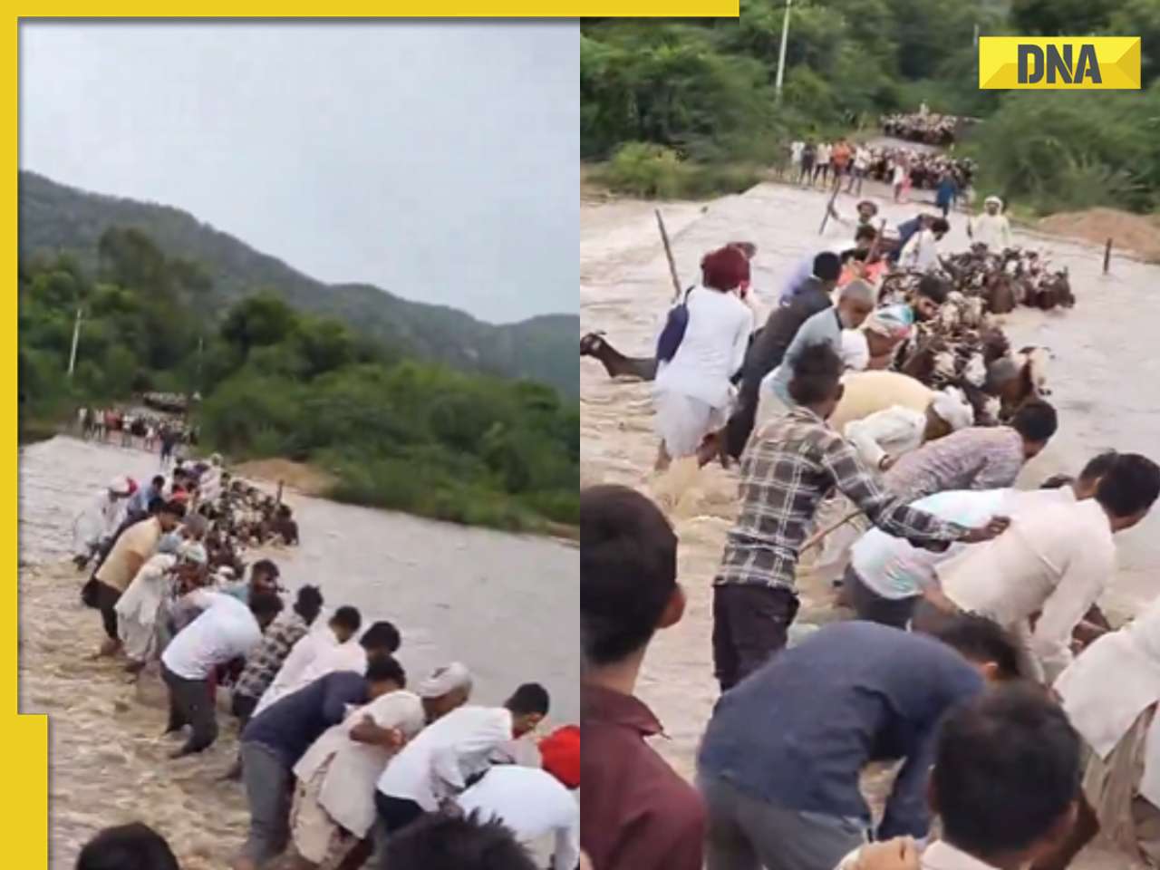 Viral video: Human chain saves goats from raging river in Sirohi's Mirpur