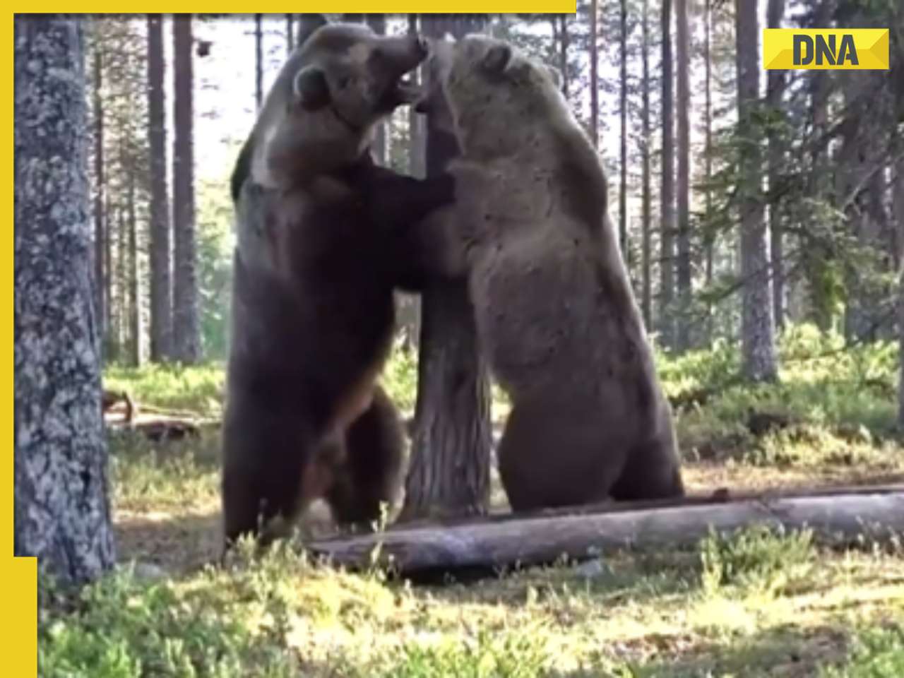 Viral video: Internet horrified by brutal fight between two ferocious bears, watch