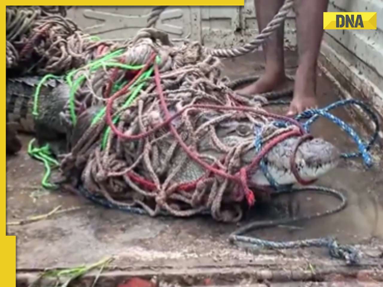 Viral video: Giant crocodile rescued after wandering into Uttar Pradesh’s Hapur Parapa village, watch