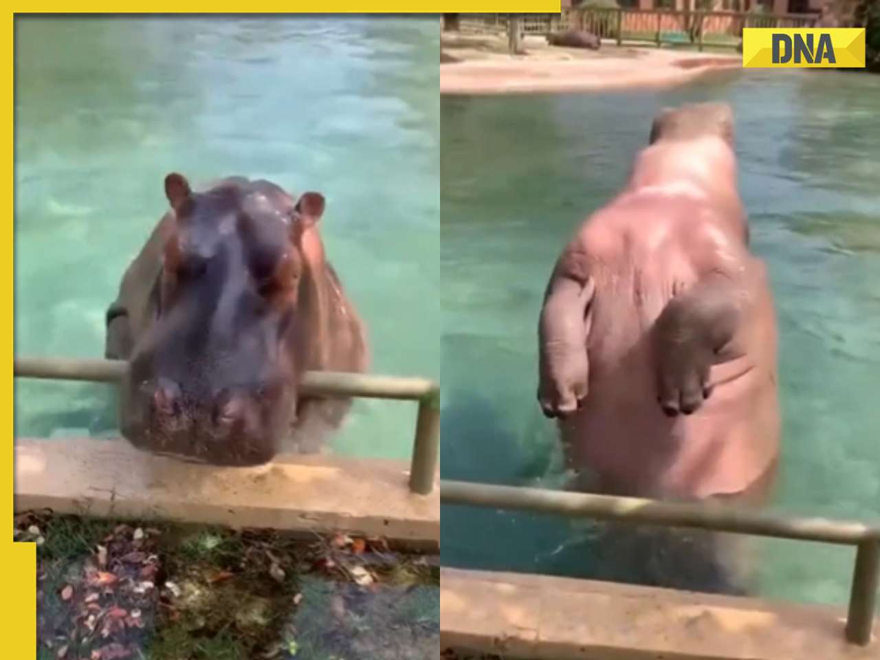 Viral video: Hippo's jaw-dropping backflip stuns internet, watch