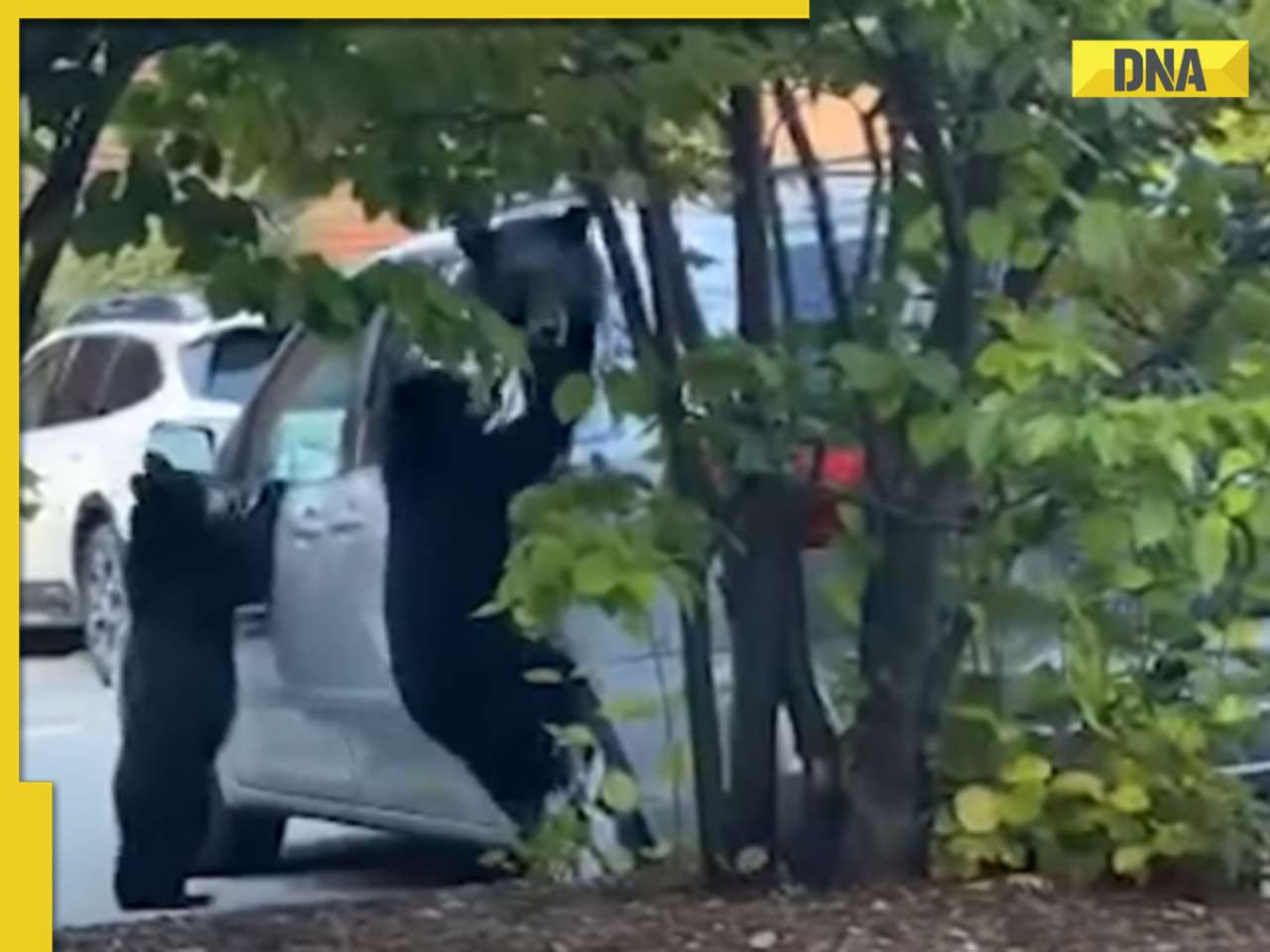 Viral video: Mother bear steals chips from car with her cubs as partners in crime, watch