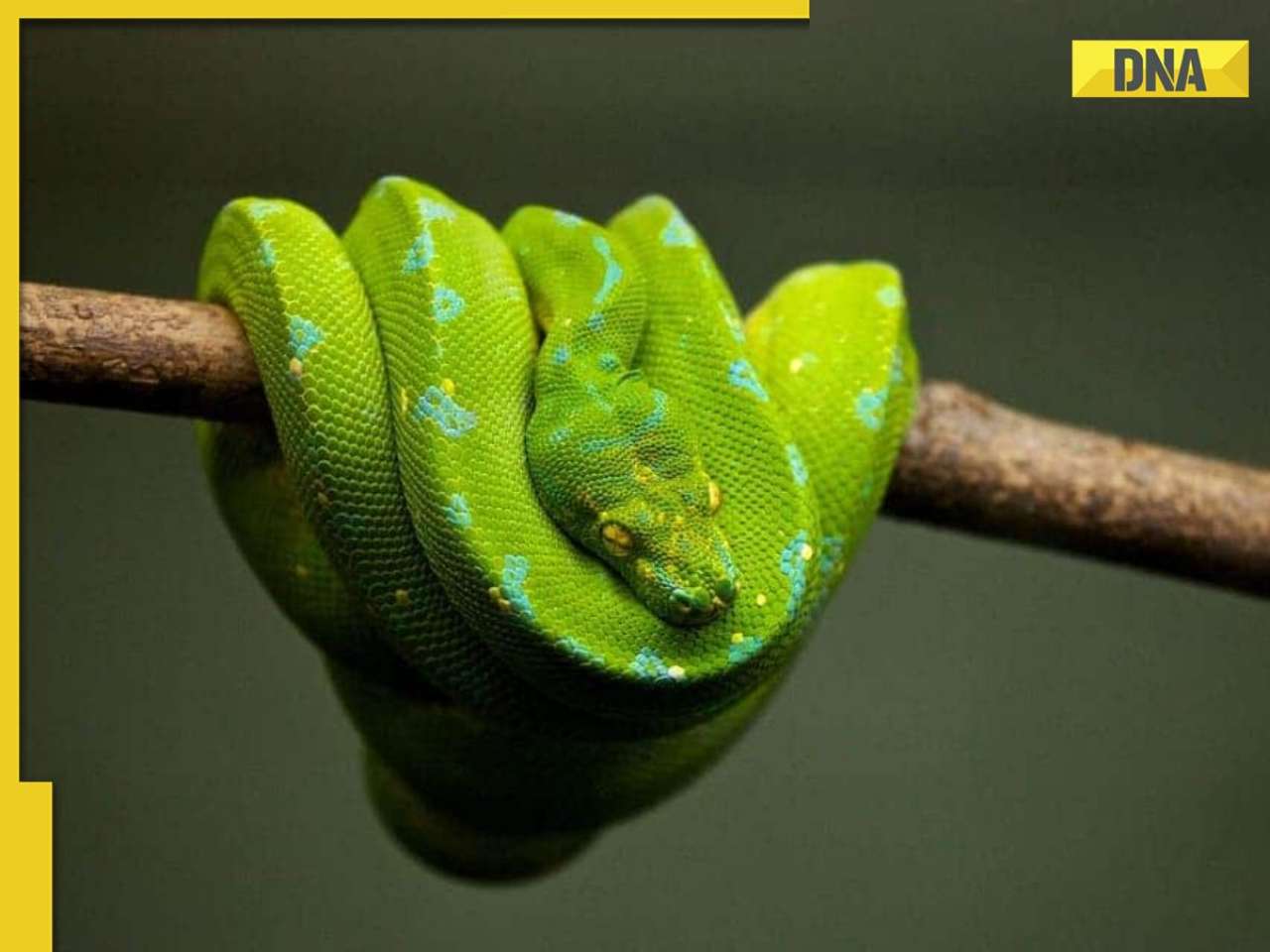 How did snakes lose their legs? 