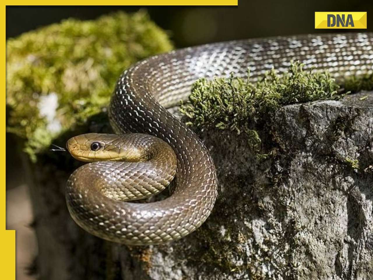 In this village of India people keep cobras in their homes instead of dogs or cats 