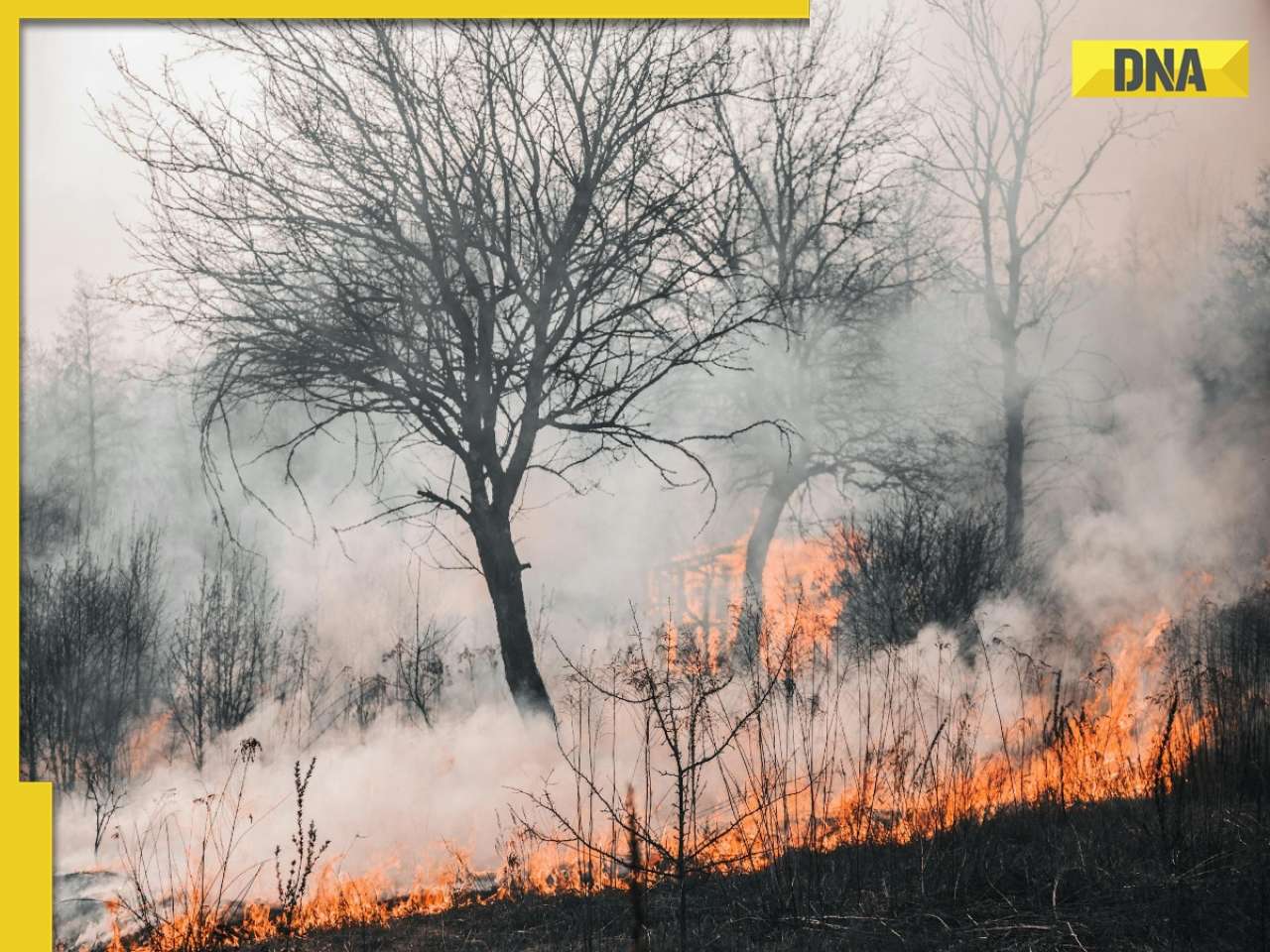 Viral video: Woman intentionally sets two wildfires on farmland and..., the reason will SHOCK you!