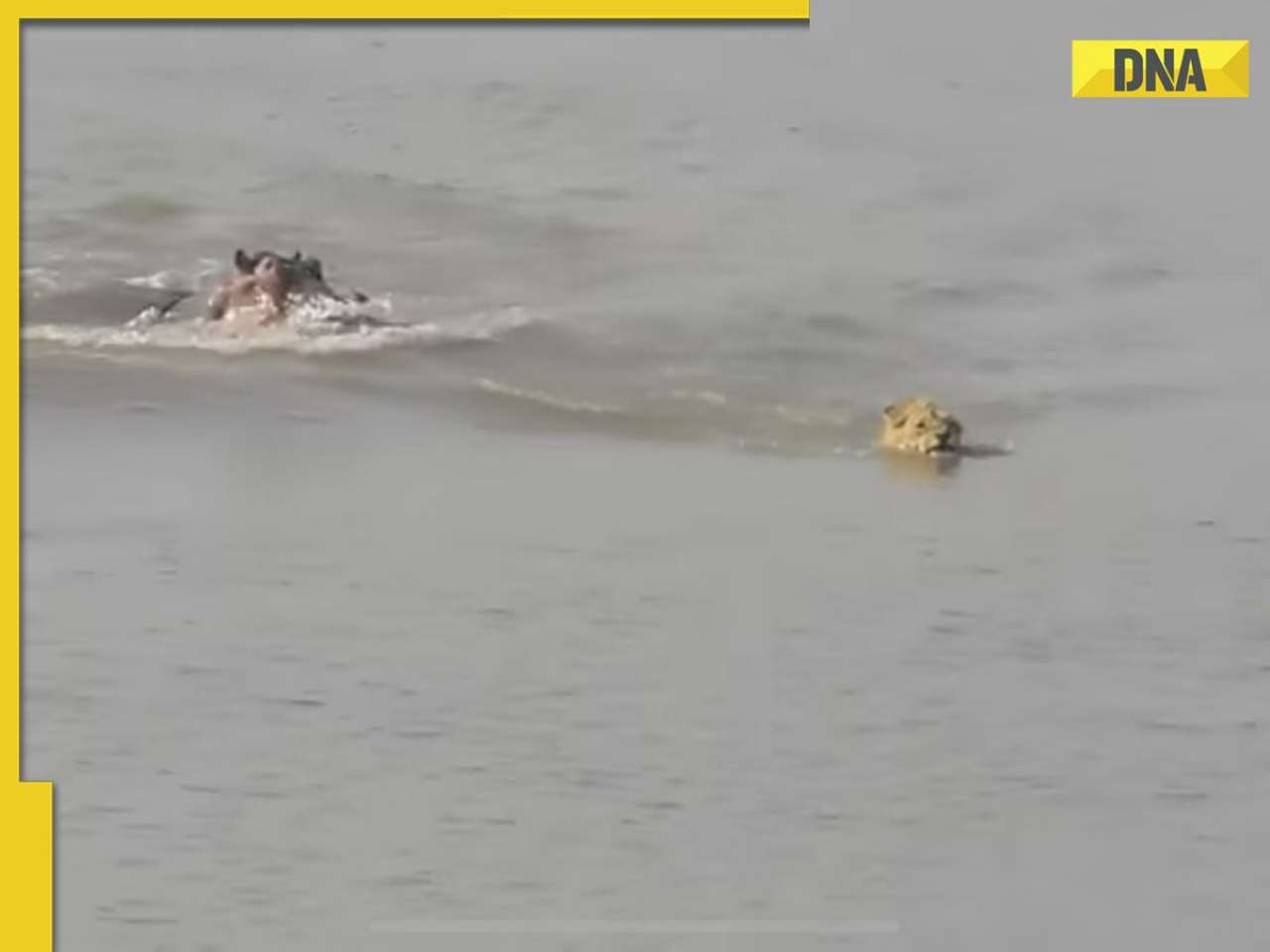 Viral video: Lion jumps into river to escape chasing Hippo, here's what happened next, watch