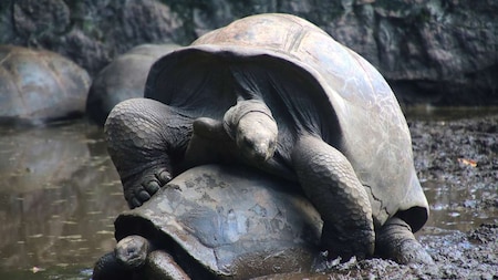 Aldabra Atoll - Seychelles