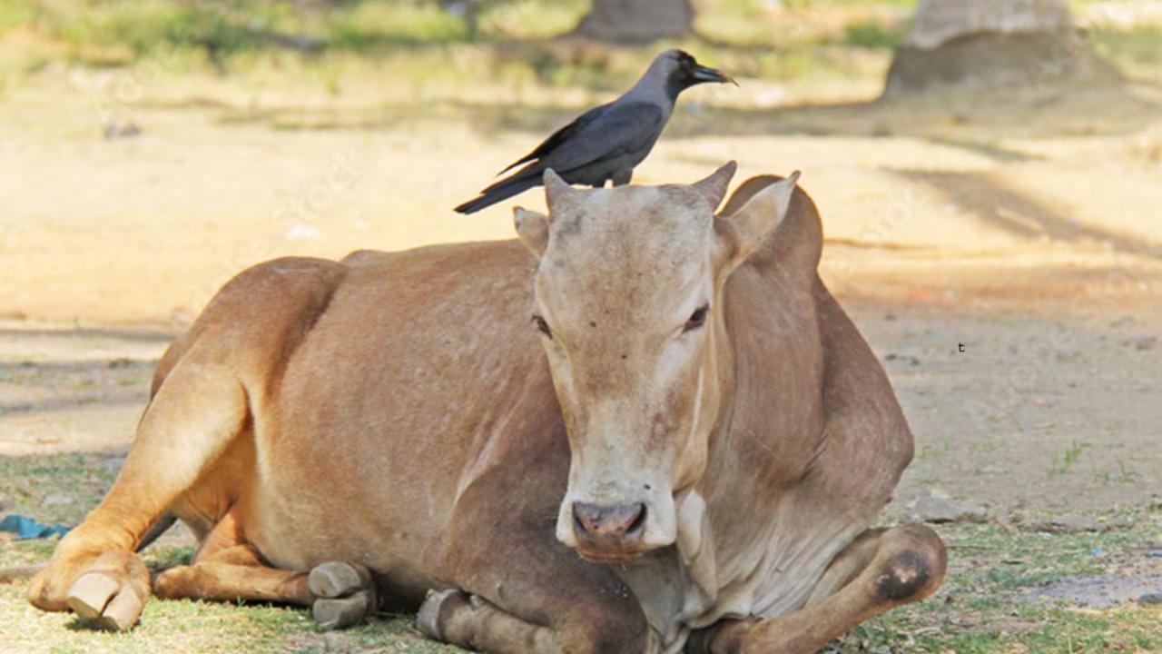 कौए का गाय पर बैठना