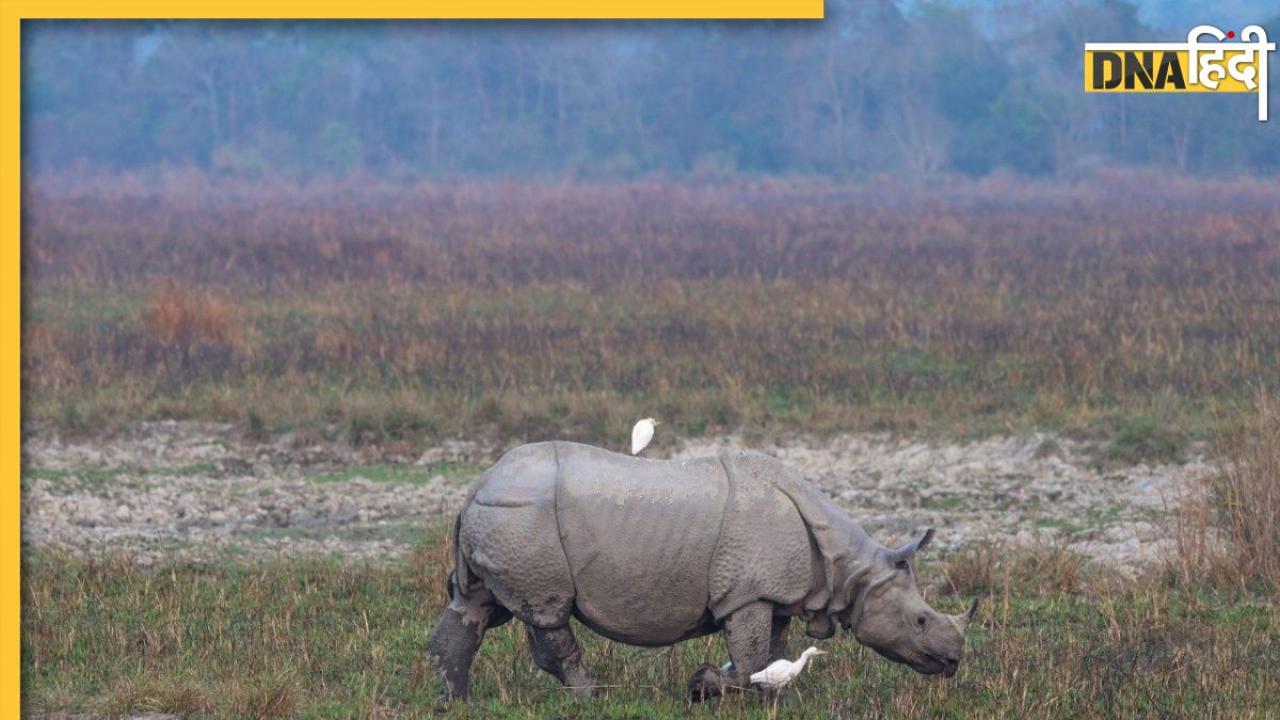 PM मोदी ने  World Rhino Day पर शेयर कीं सुंदर तस्वीरें, देख मन हो जाएगा बावरा