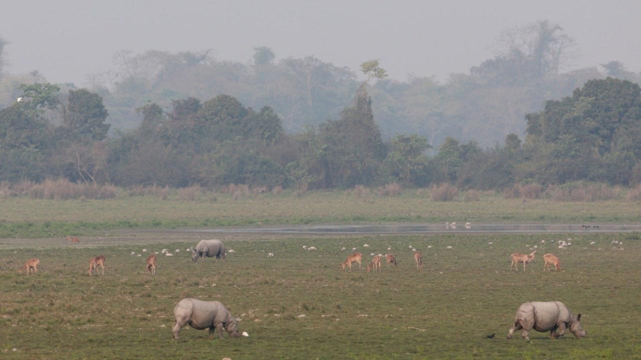 भारत में सबसे अधिक गैंडे कहां?