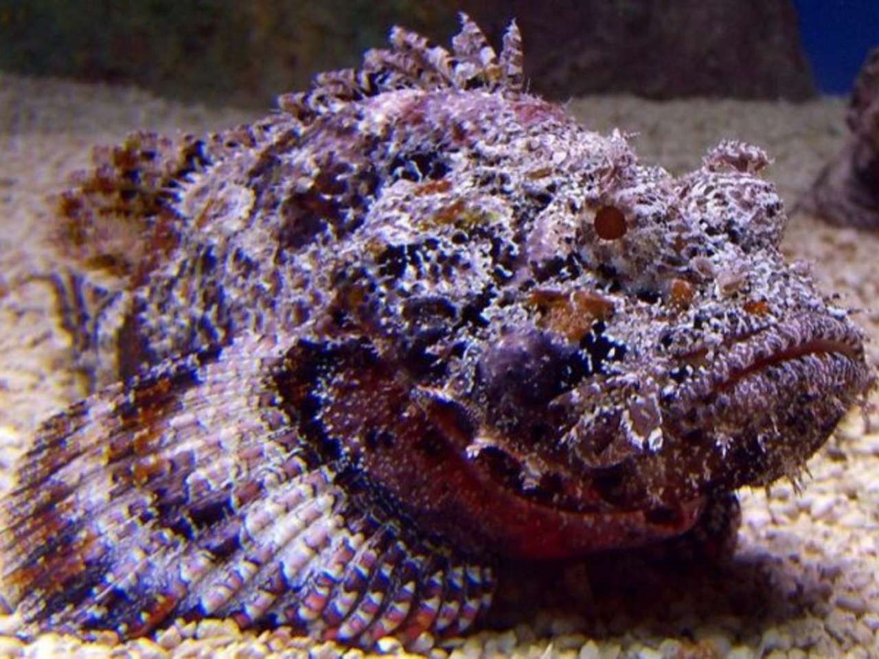 Stonefish: