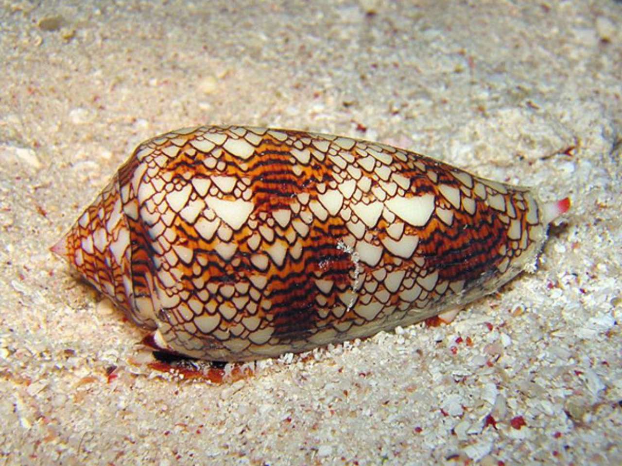 Cone Snail: