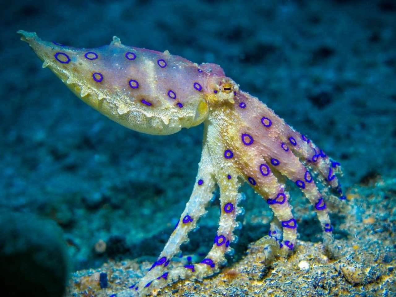 Blue-Ringed Octopus: