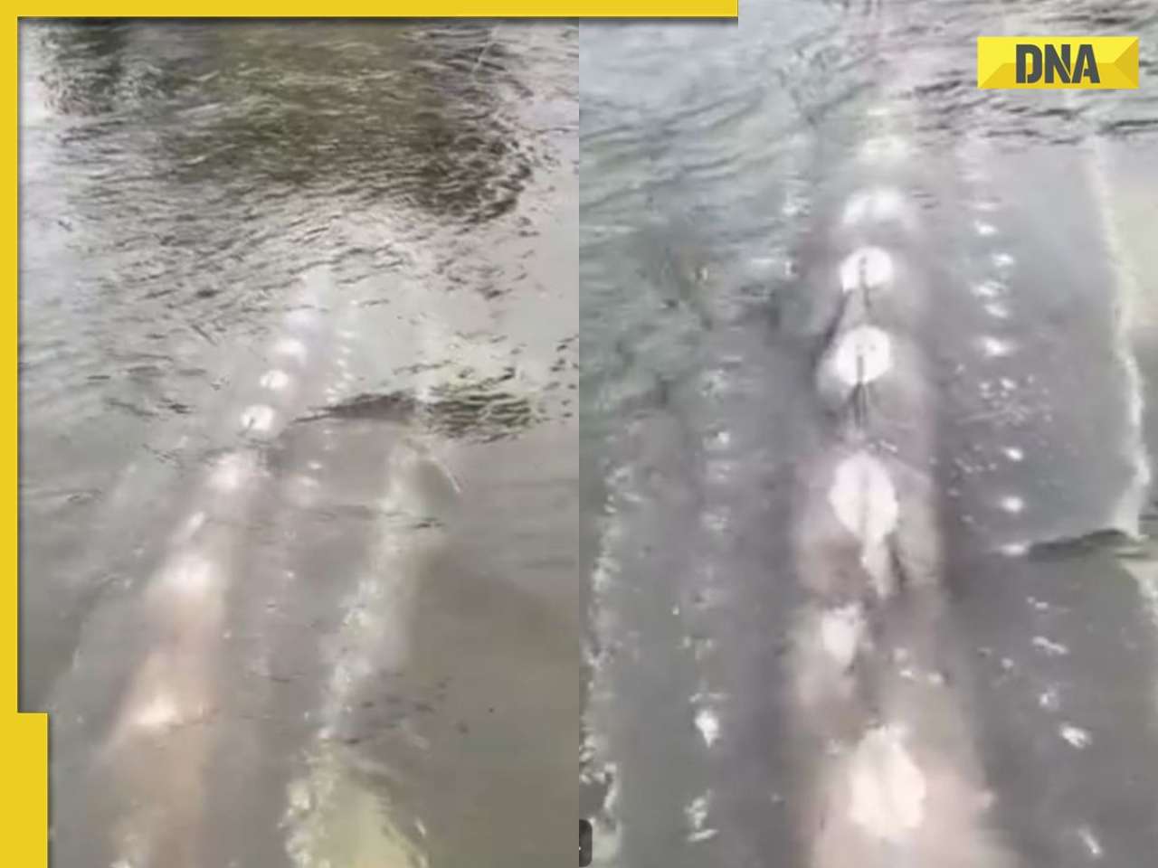 Viral Video: Rare giant crocodile-like fish leaves internet in awe and surprise, watch