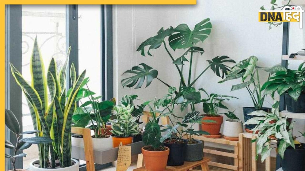 Best Indoor Plants: ये इनडोर प्लांट्स होम डेकोर के लिए ही नहीं, घर में शुद्ध ताजी हवा के लिए भी हैं बेस्ट