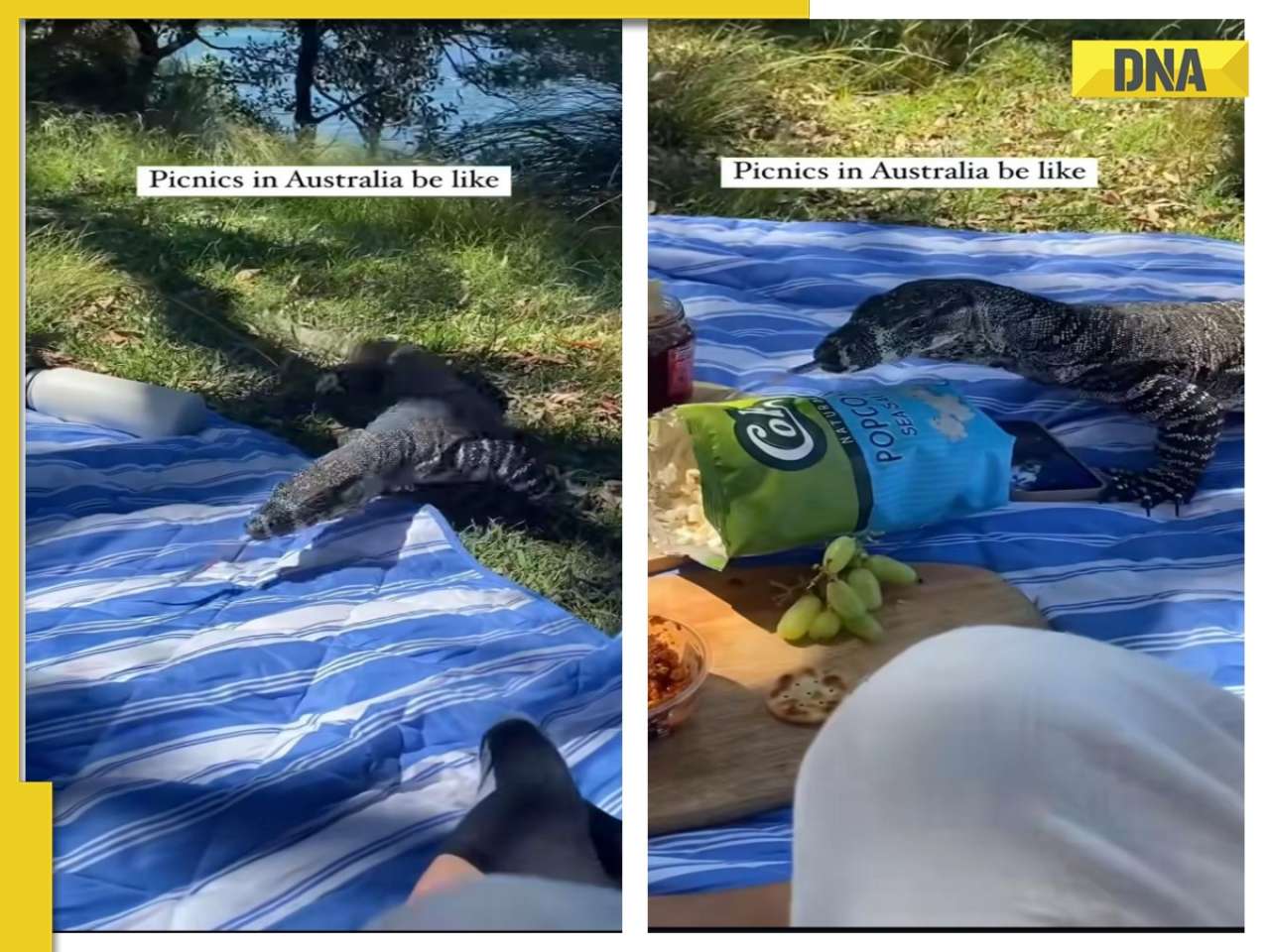  Viral video: 'Tell me you live in...': Giant lizard joins woman for picnic, internet says..., WATCH