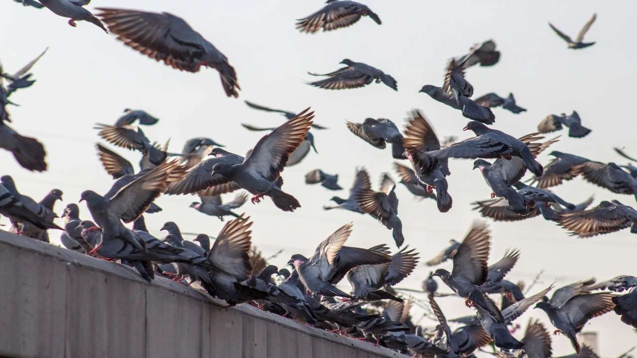 Pigeon droppings can lead to Hypersensitivity pneumonitis