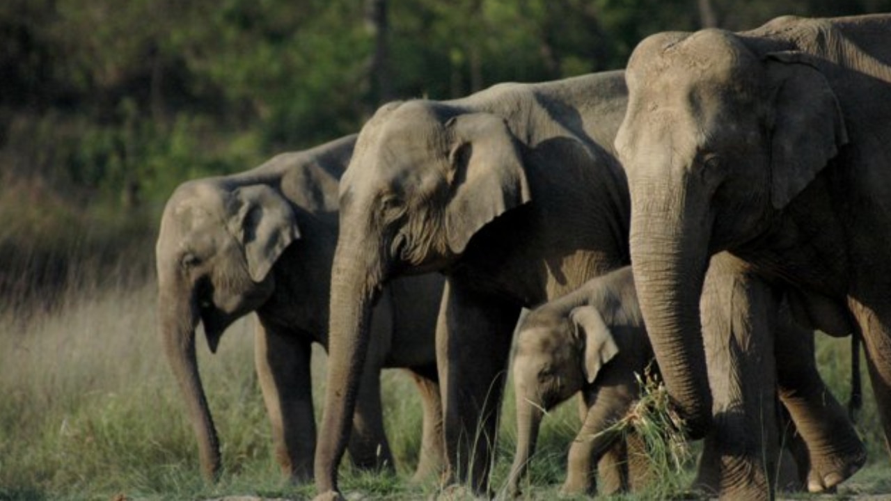 Rajaji National Park