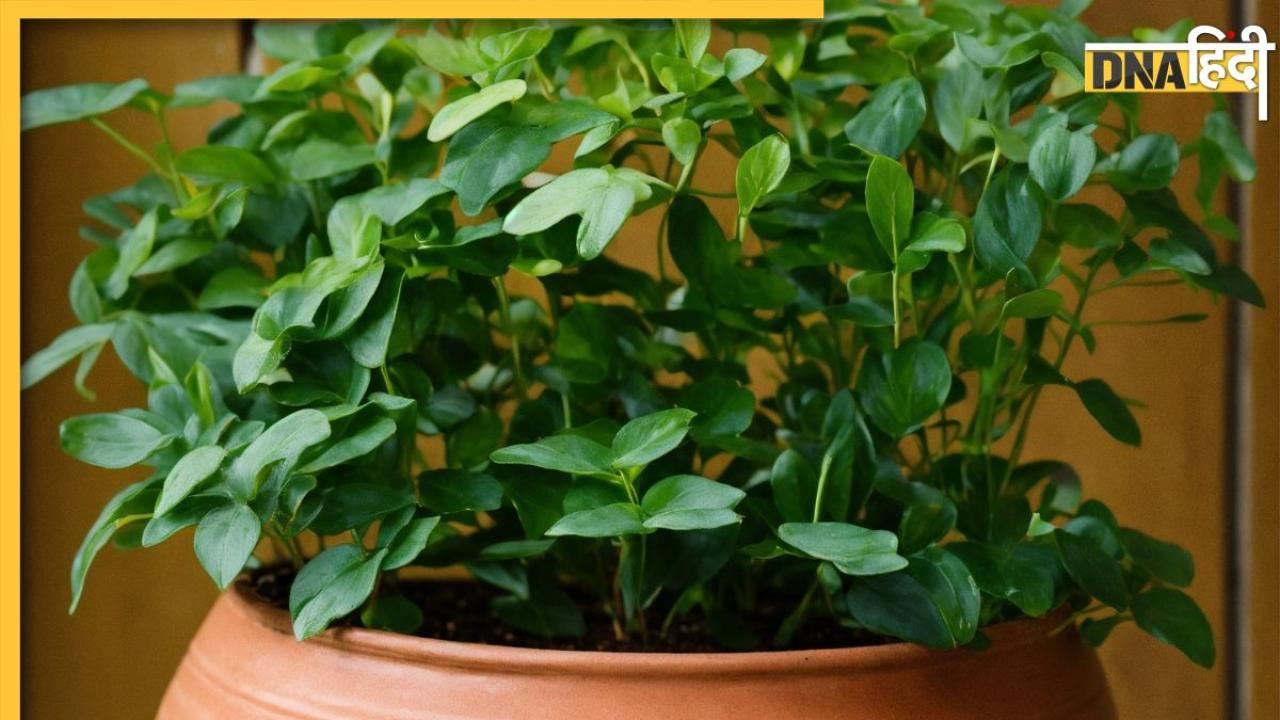 Curry Leaves Benefits: सुबह खाली पेट चबा लें हरे पत्ते, खाते ही मिलेंगे ये 6 फायदे