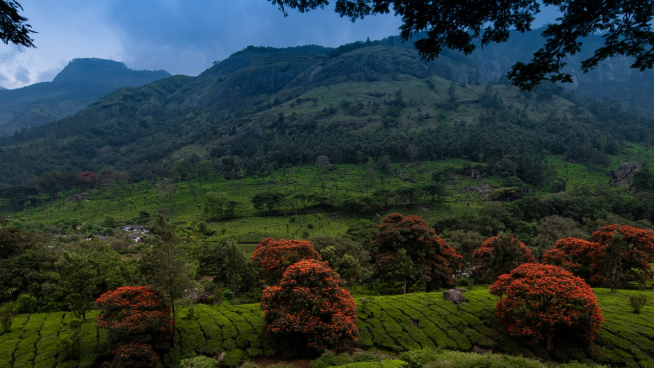 Munnar, Kerala