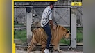  Pakistani man rides tiger in viral post, internet calls it stupid, watch video here 