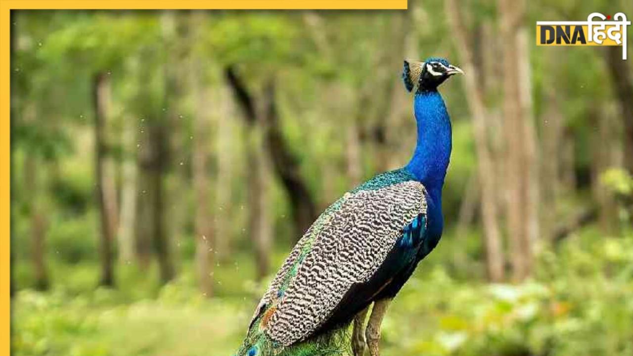 बागेश्वर में 6500 फीट की ऊंचाई पर दिखाई दिया Peacock, एक्सपर्ट्स क्यों बता रहे इसे खतरा?