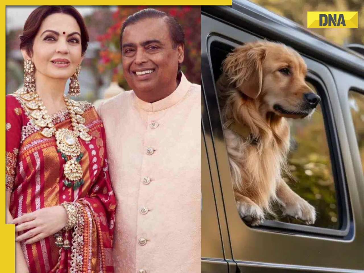 Meet Mukesh Ambani, Nita Ambani's pet dog who travels in Mercedes worth Rs 4 crore, flies in private jet, also has...