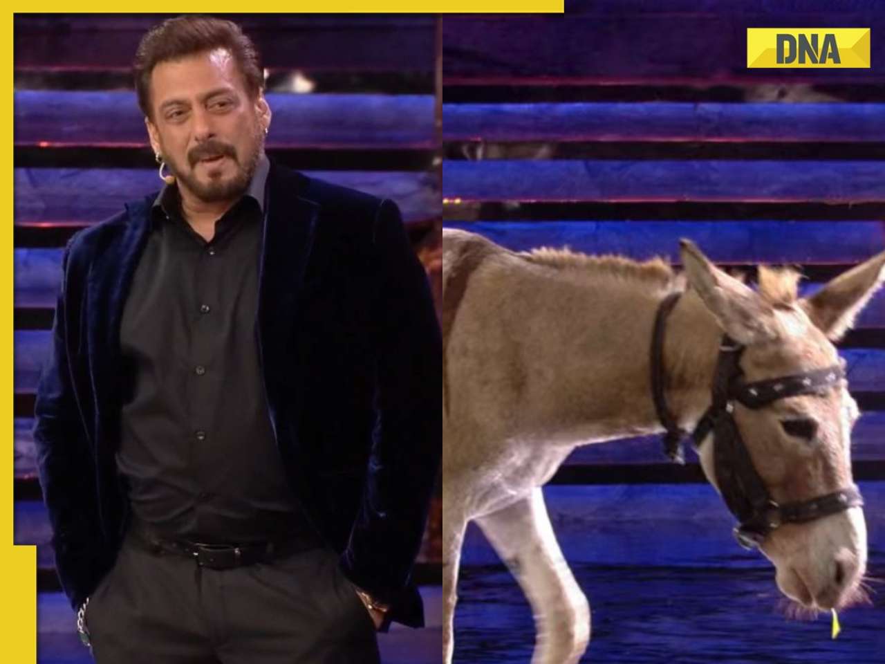 Bigg Boss 18 Grand Premiere: PETA asks Salman Khan to surrender donkey