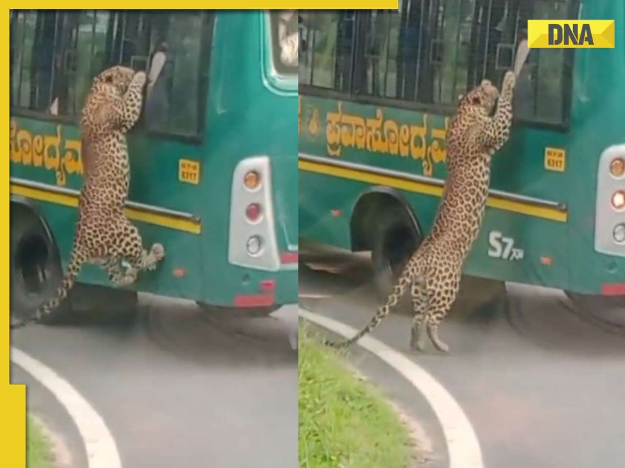 Video of leopard trying to enter safari bus after leaping through window goes viral, watch