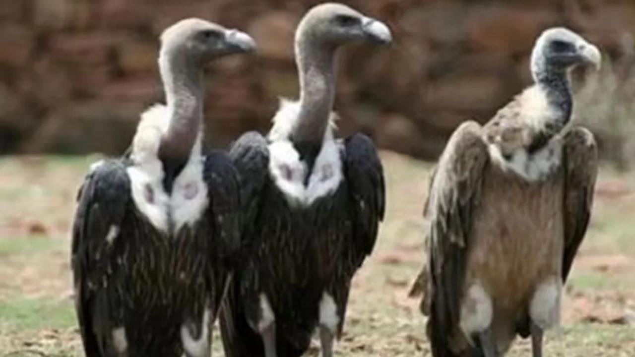आसमान में गिद्ध नहीं आते नजर