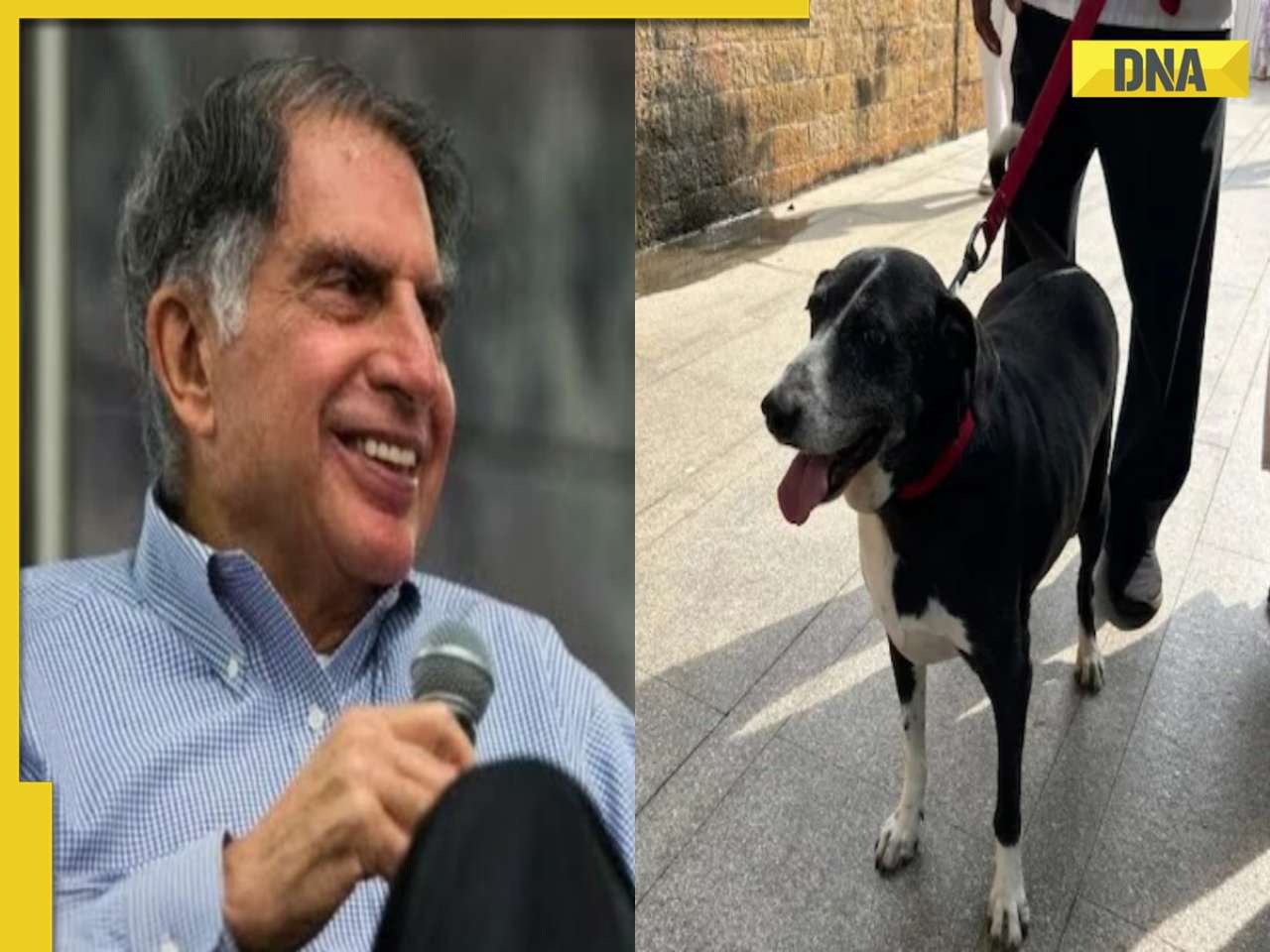 Ratan Tata’s pet dog 'Goa' attends his funeral, bids him emotional final goodbye