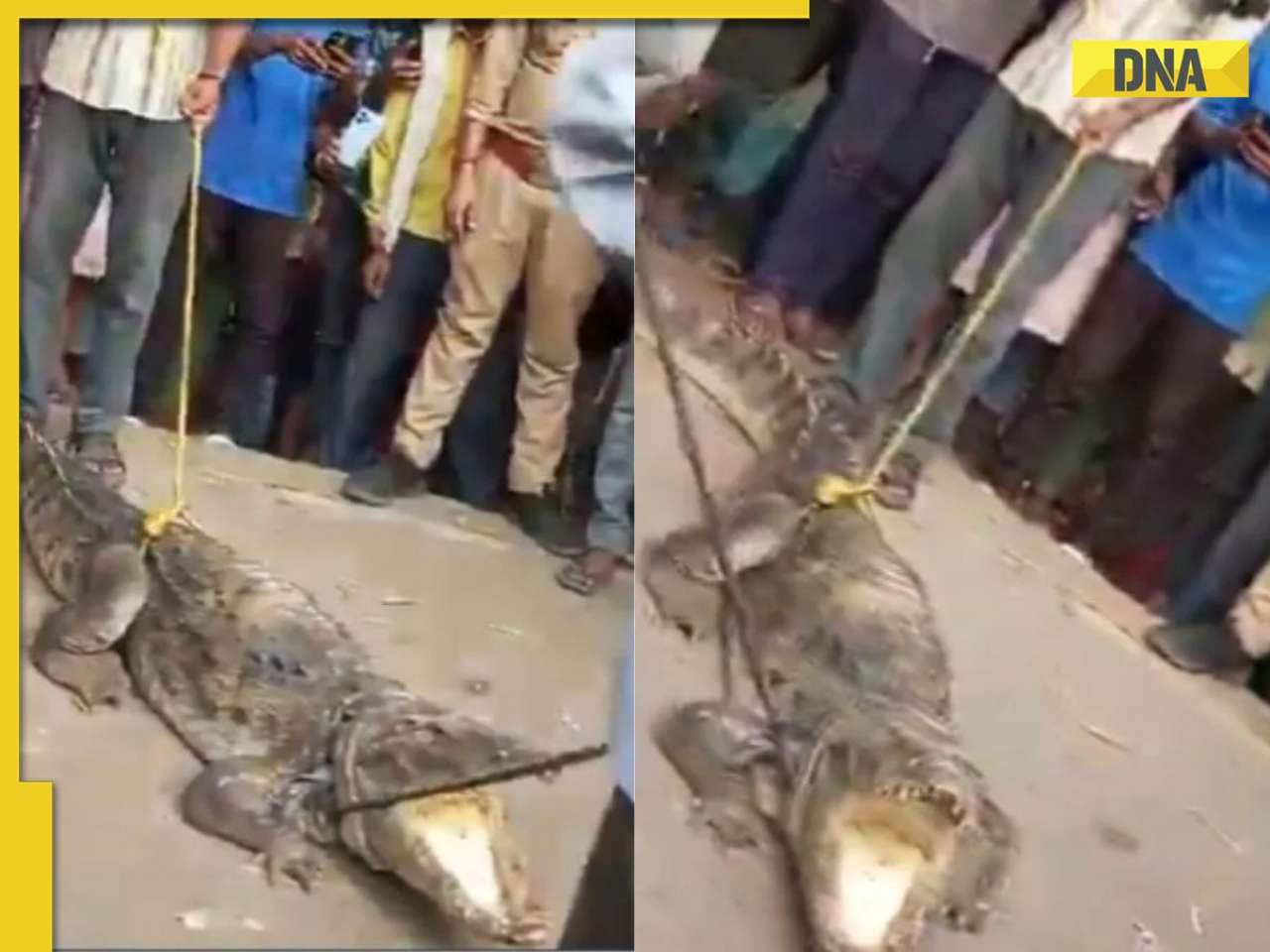 Viral video: Crocodile spotted in drain, rescued by forest department in Kanpur, watch