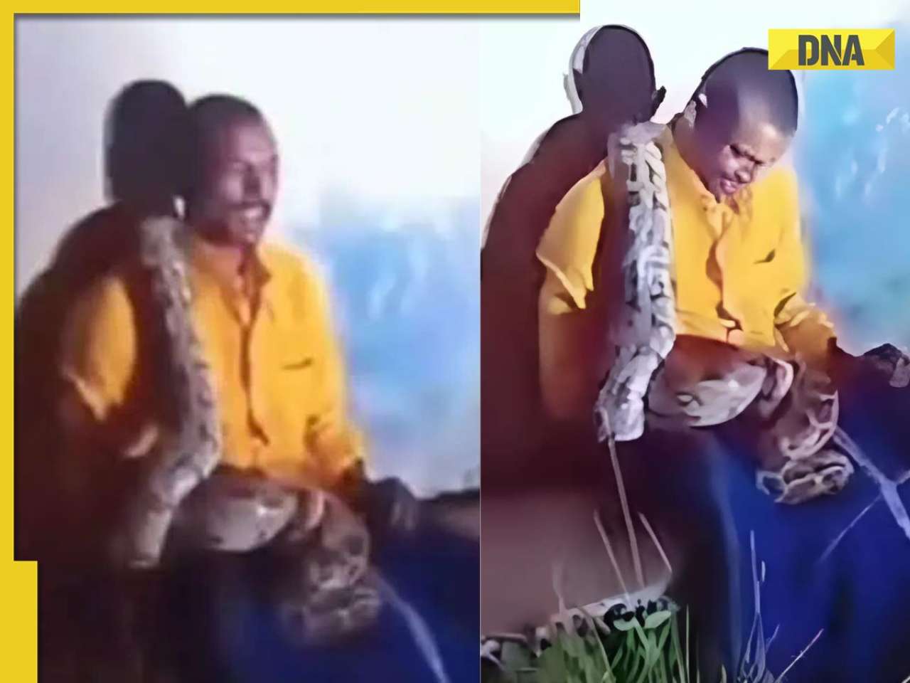 Viral video: Giant python wraps itself around drunk man, netizens say ‘find out the liquor brand'