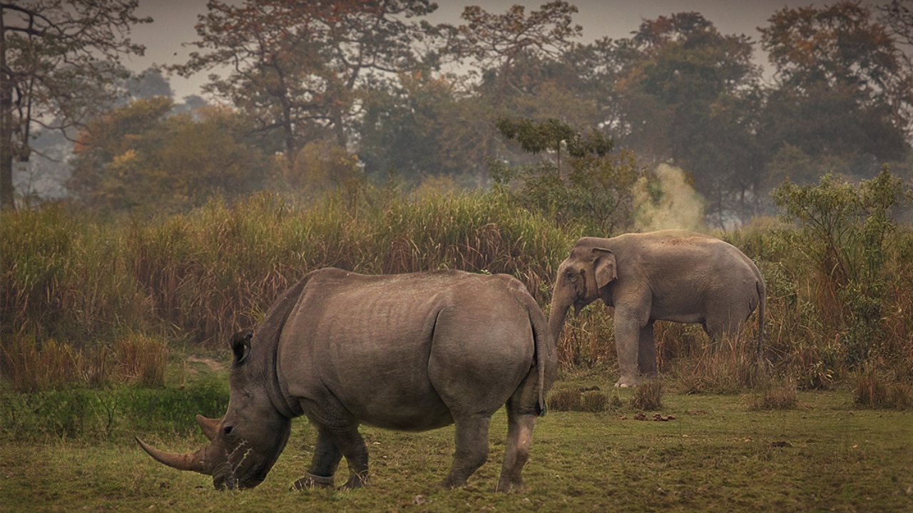 Kaziranga National Park, Assam