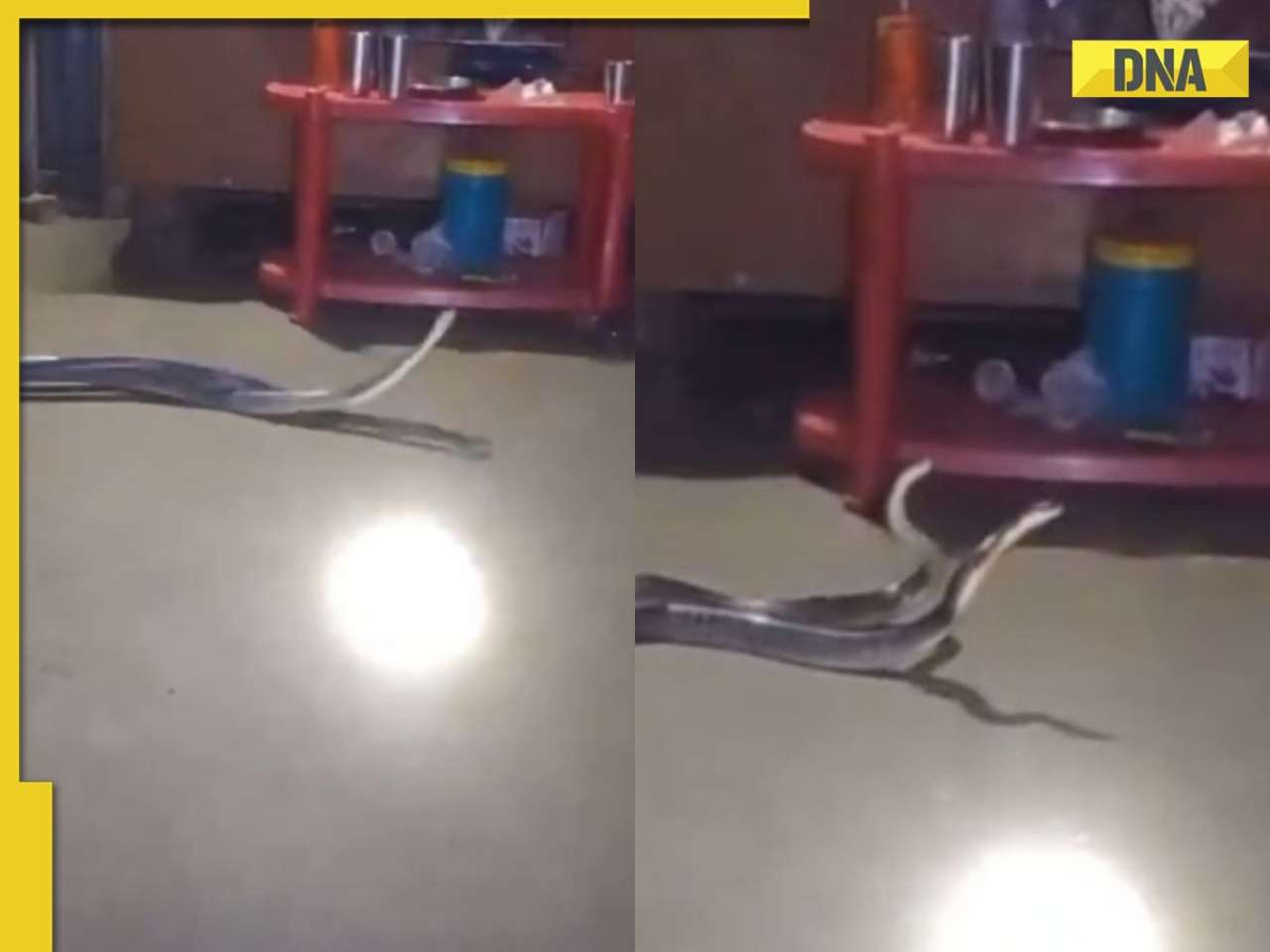 Family finds venomous snakes under their bed, what happened next will leave you in shock