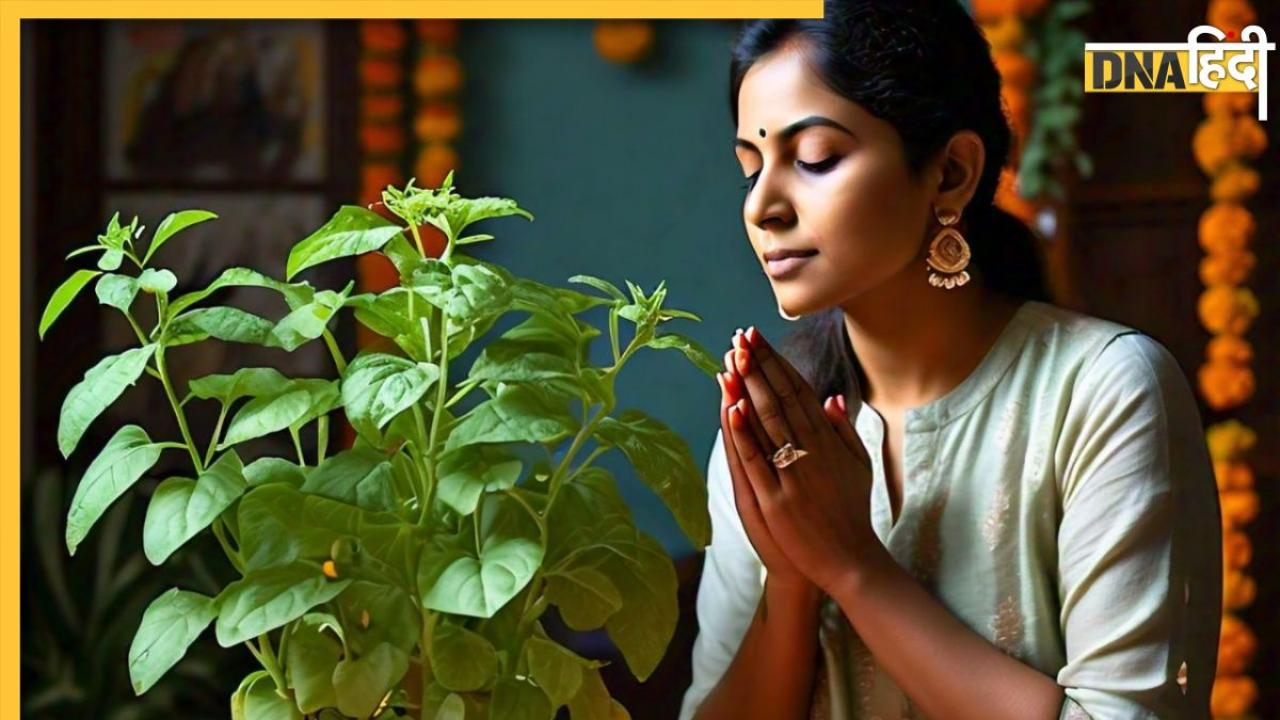 Dhanteras 2024 Tulsi Upay: गृहक्लेश और कर्ज से हैं परेशान तो धनतेरस पर करें तुलसी के ये उपाय, सभी समस्याएं हो जाएंगी खत्म