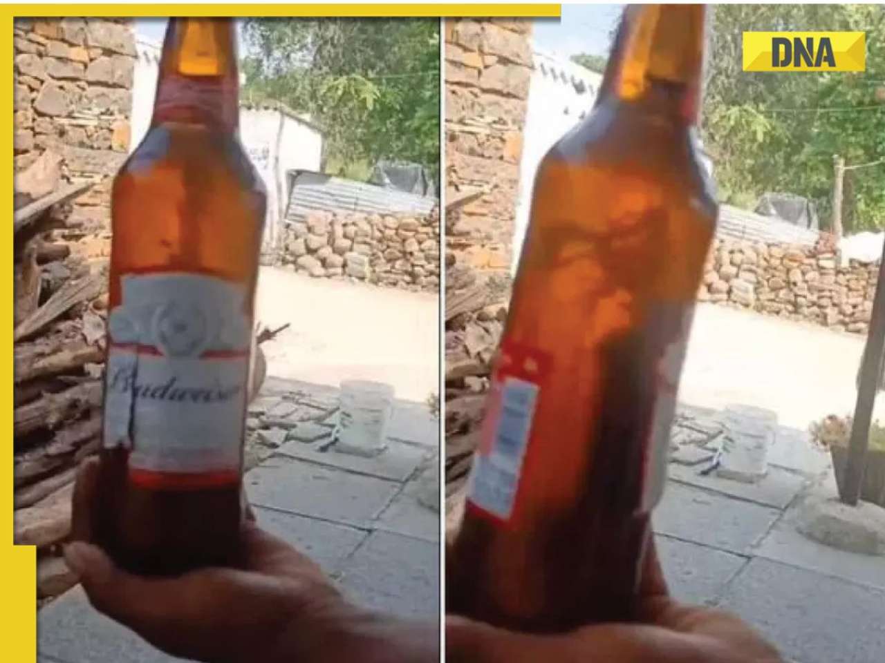 Viral video: Man claims to finds dead lizard floating in beer bottle in Telangana, watch 